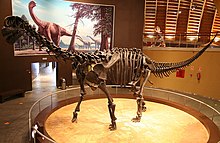 Skelett av Camarasaurus.