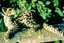 Margay i Corcovado National Park, Costa Rica