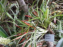 Tillandsia flabellata1.jpg