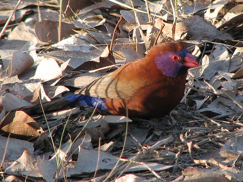 Fil:Violet-eared Waxbill.jpg