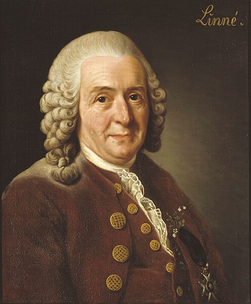 Fil:Carl von Linné.jpg