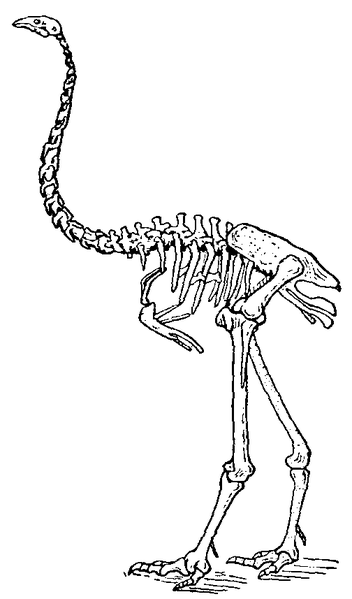 Fil:Dinornis maximus (Gresham).png