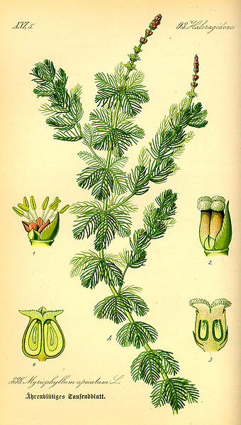 Fil:Illustration Myriophyllum spicatum0.jpg