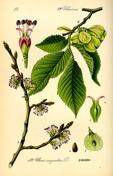 Fil:Illustration Ulmus carpinifolia0.jpg