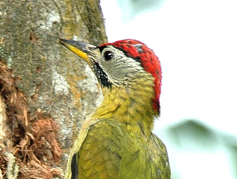Fil:Laced Woodpecker.jpg