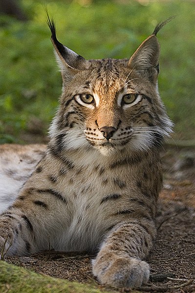 Fil:Lynx lynx poing.jpg