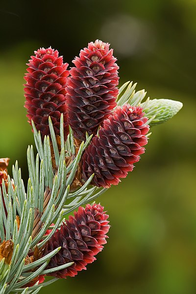 Fil:Picea Pungens Young Cones.jpg