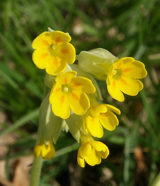 Fil:Primula veris 170405.jpg