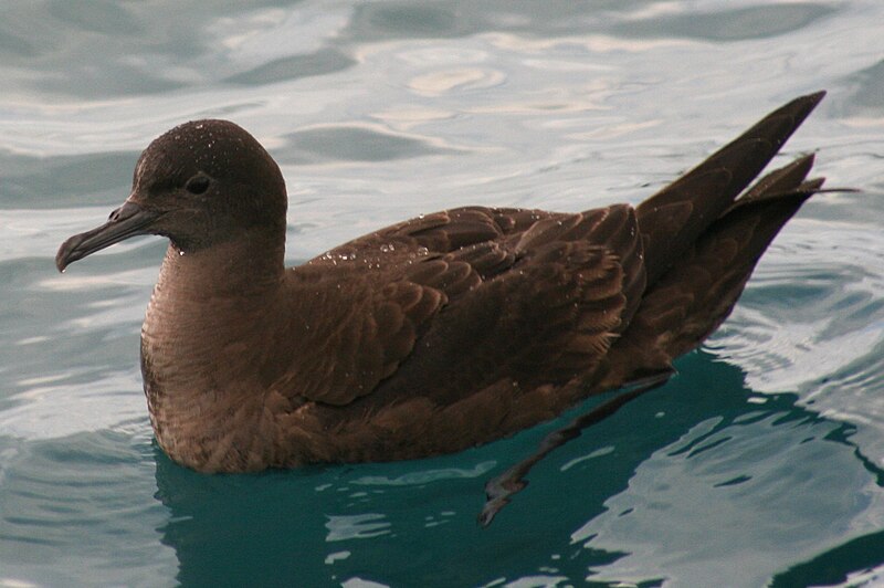 Fil:Sooty shearwater kaikoura.jpg