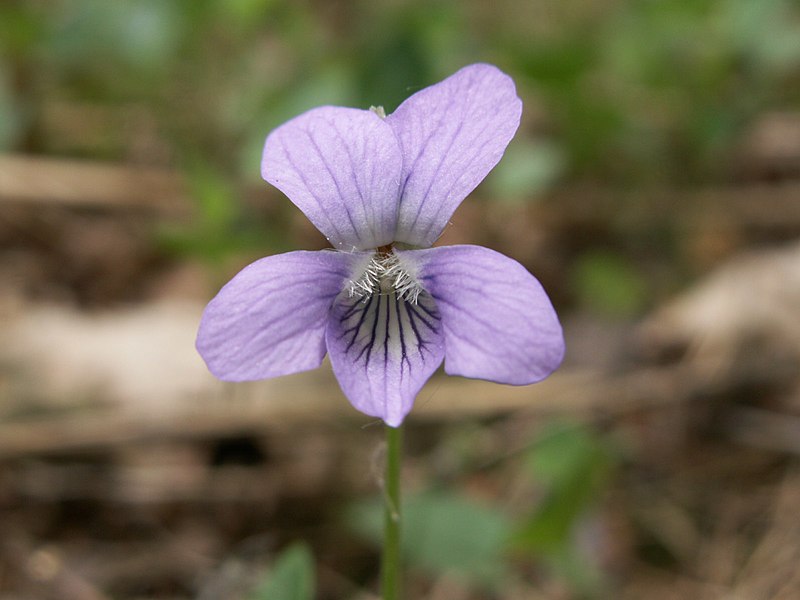 Fil:Viola canina 2.jpg