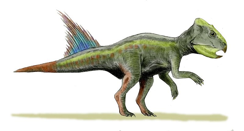 Fil:Archaeoceratops BW.jpg