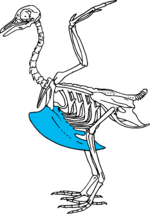 Fågelskelett med bröstbenskammen markerad