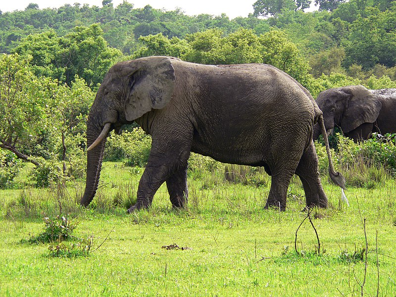 Fil:Elefant Ghana.jpg