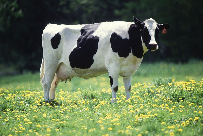 Fil:Friesian-Holstein.jpg