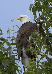 Vithövdad havsörn (Haliaeetus leucocephalus)