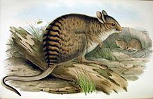Lagorchestes fasciatus, teckning av John Gould