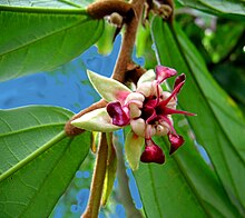 Kupuasu (T. grandiflorum)