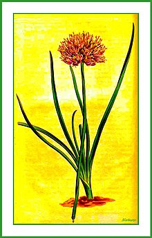 Allium angulosum.jpg