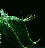 Fil:Astrophytum ornatum closeup.JPG