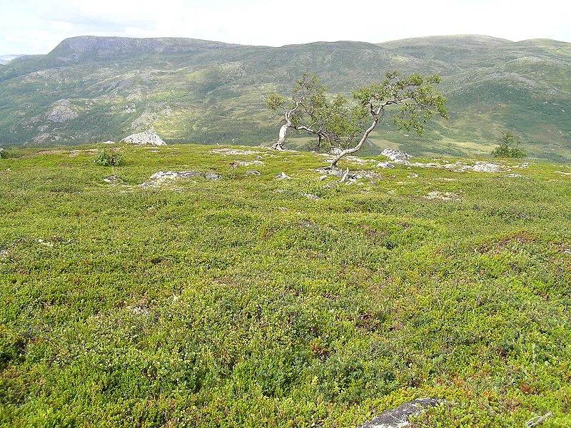 Fil:Hardangervidda .jpg