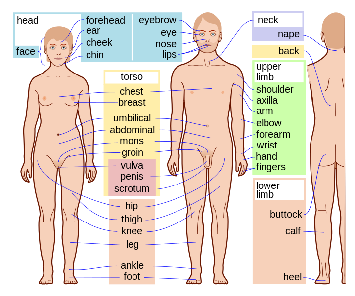 Fil:Human body features-en.svg