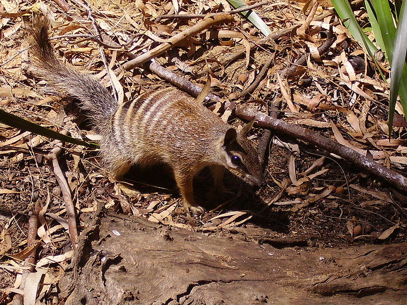 Fil:Numbat-Perth-zoo.jpg