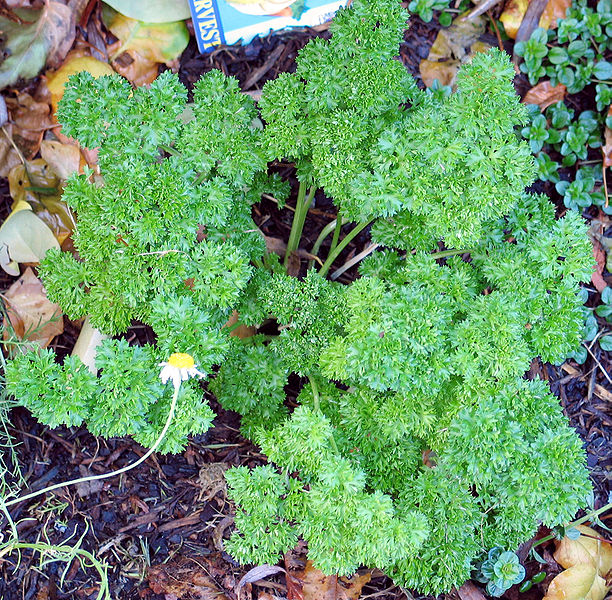 Fil:Parsley Curled.jpg