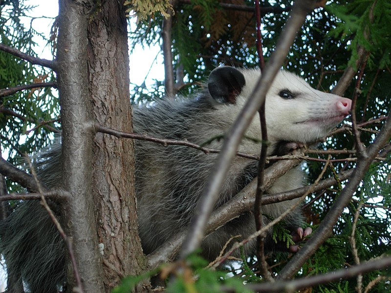 Fil:Possum122708.JPG