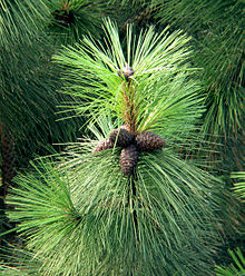 Pinus ponderosa ssp. ponderosa gren med kottar