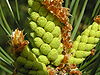 Pinus sylvestris bialowieza beentree 2.jpg