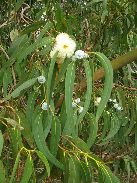 Fil:Starr 051123-5467 Eucalyptus globulus.jpg