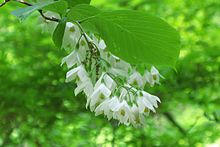 Styrax obassia2525552313.jpg