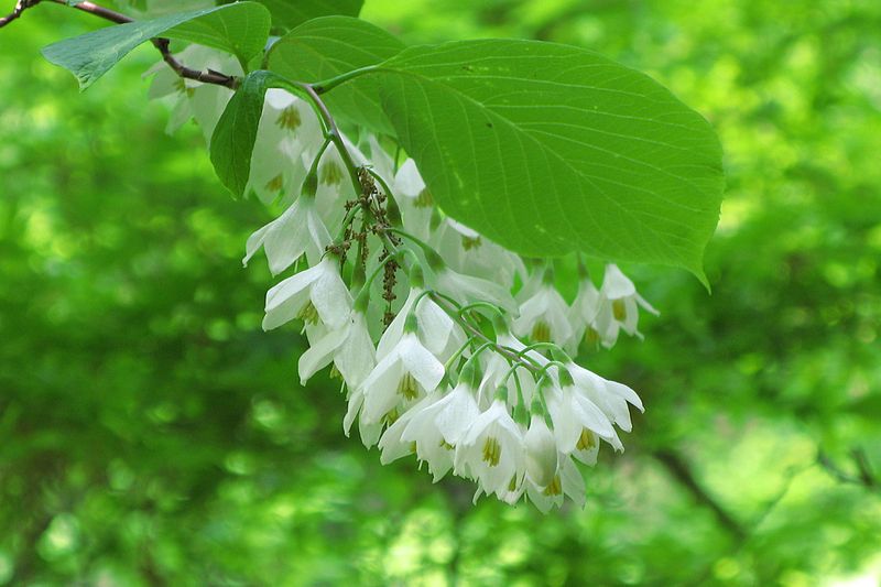 Fil:Styrax obassia2525552313.jpg