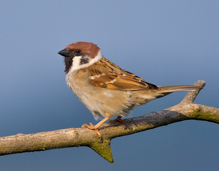 Fil:Tree-Sparrow-2009-16-02.jpg
