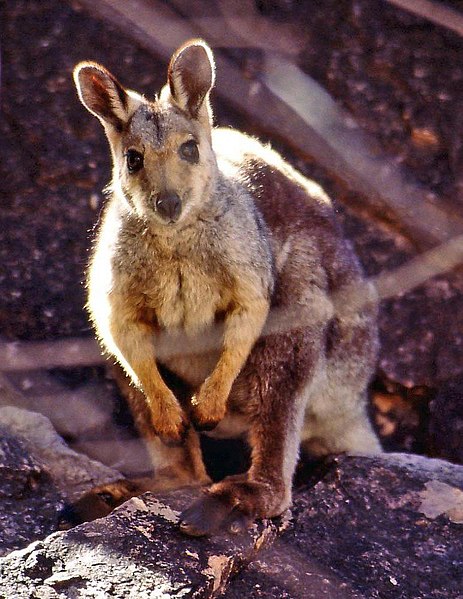 Fil:Black-footed Rock-wallaby(small).jpg