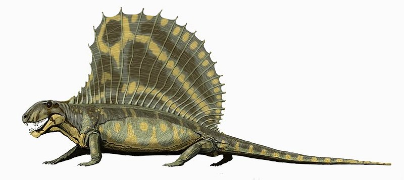 Fil:Dimetrodon gigashomog DB.jpg