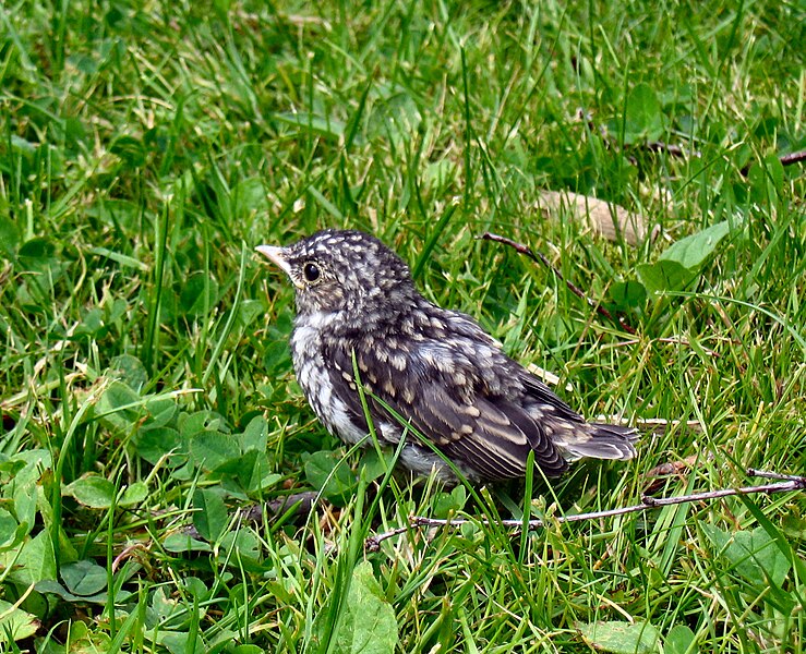 Fil:Juv fieldfare.jpg