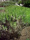 Lawenda wąskolistna Lavandula angustifolia.jpg