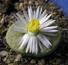 Lithops fulviceps var Aurea flower 1 IB.jpg