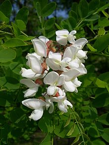 Robinia (R. pseudoacacia)