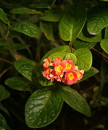 Rondeletia (R. odorata)