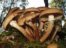 Armillaria (1).jpg