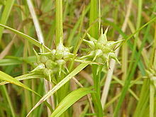 Carex grayi1.jpg