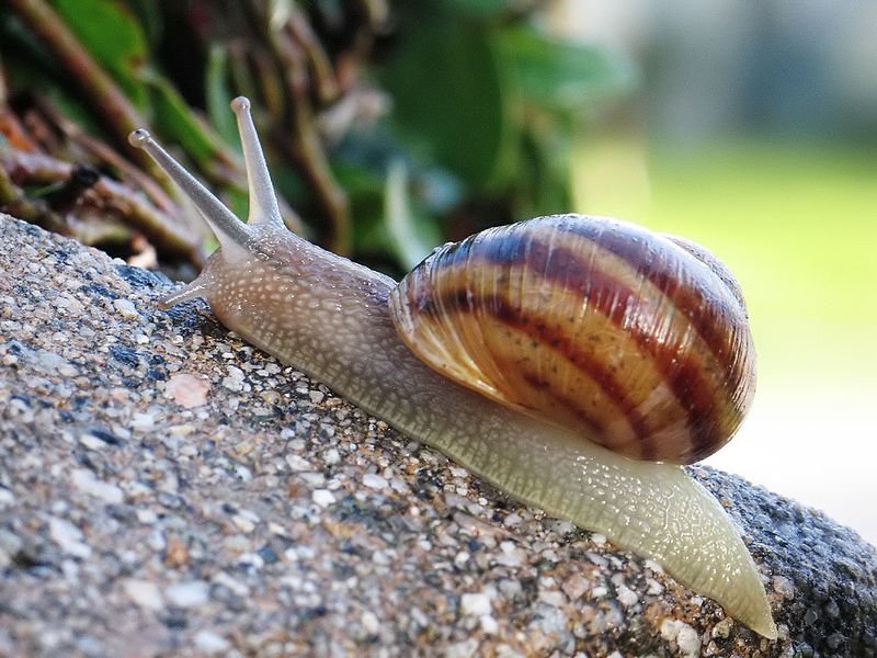 Fil:Common snail.jpg