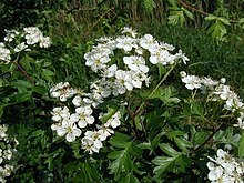 Crataegus-monogyna.JPG