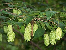 Japansk avenbok (C. japonica)