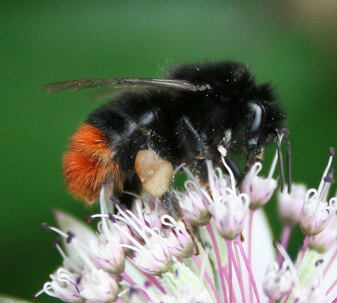 Fil:Redtailed bumblebee.jpg