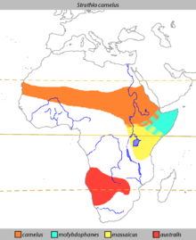 Förekomsten av strutsar i Afrika