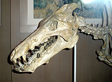 skalle av Archaeotherium mortoni