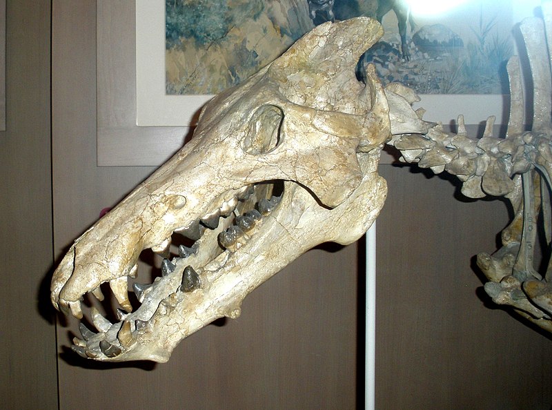 Fil:Archaeotherium mortoni.JPG